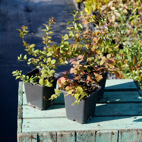 Tawuła japońska 'Sparkling Champagne' (P9)