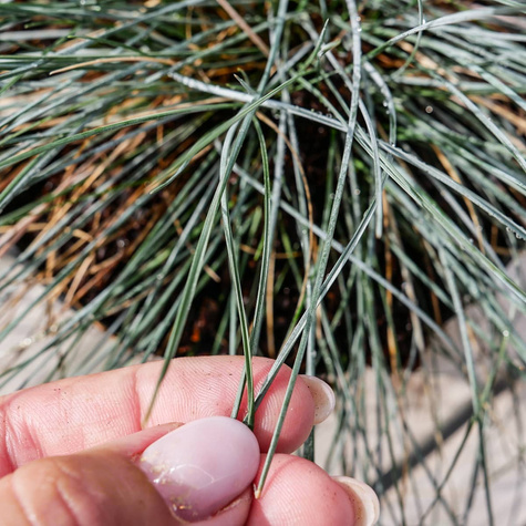 Kostrzewa popielata sina Eisvogel (C2)