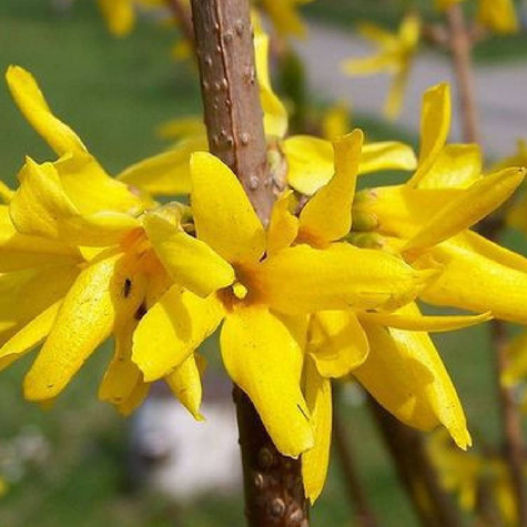 Forsycja pośrednia Golden Times (C2)