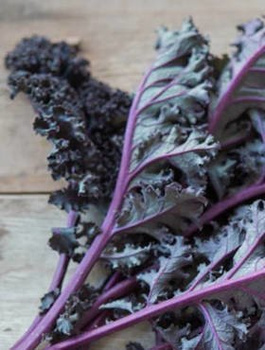 Jarmuż kędzierzawy purpurowy Scarlet średniopóźny 2g