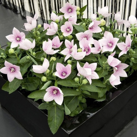 Rozwar wielkokwiatowy Astra Pink (C2)