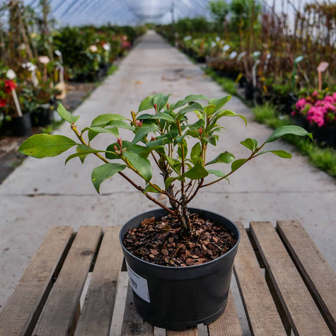 Kalmia szerokolistna Zebulon (C2)