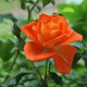 Róża wielkokwiatowa POMARAŃCZOWA