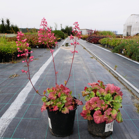 Żurawka ogrodowa Iced Green (C2)