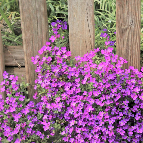 Żagwin ogrodowy Cascade Blue