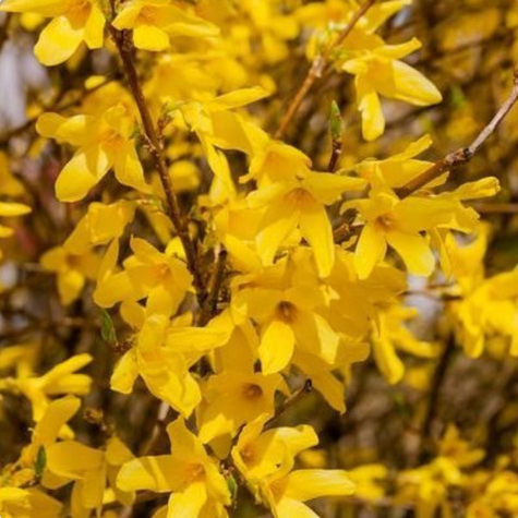 Forsycja pośrednia 'Tharandt' (P9)