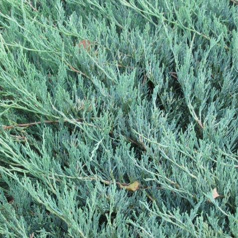 Jałowiec płożący Douglasii