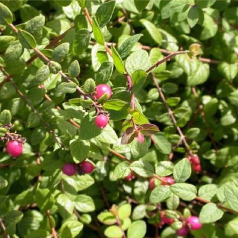 Śnieguliczka Chenaullta Aurea (C2)