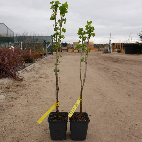 Porzeczka czarna Balsgard Martin (C2)
