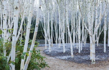 Brzoza pożyteczna odm. jacquemontii