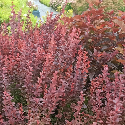 Berberys thunberga Chocolate Summer (P9)