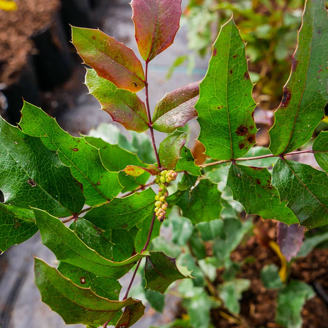Mahonia pospolita (C2)