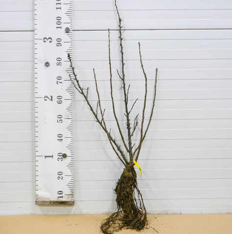 Porzeczka czerwona Rovada Plant Pack