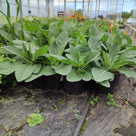 Dziewanna ogrodowa Hybride Jackie in Spots (C2)