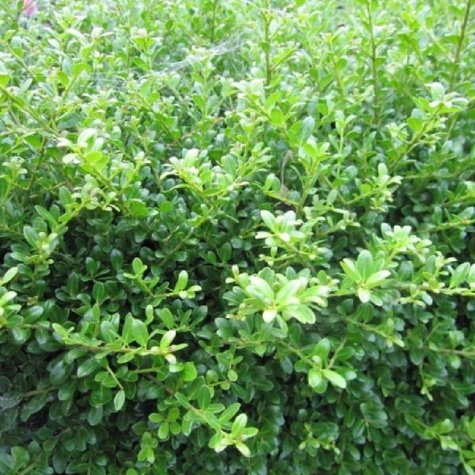 Ostrokrzew bukszpanowy karbowanolistny Glory Gem (C2)