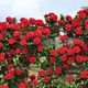 Róża pnąca Courtyard® Conga (C2) 