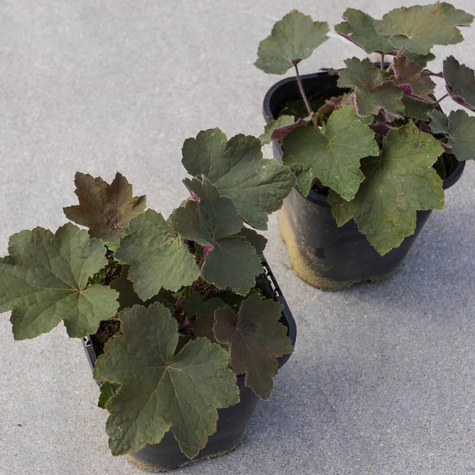 Żurawka kosmata owłosiona Brownies (C2)