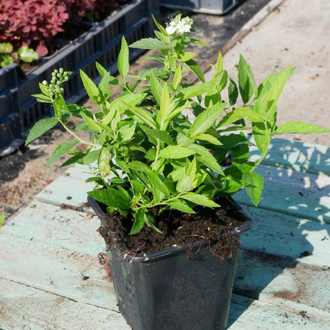 Tawuła japońska Albiflora (P9)