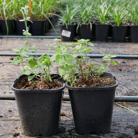 Kocimiętka Faassena Alba