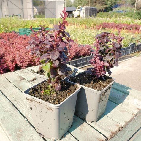 Berberys thunberga Paola (P9)