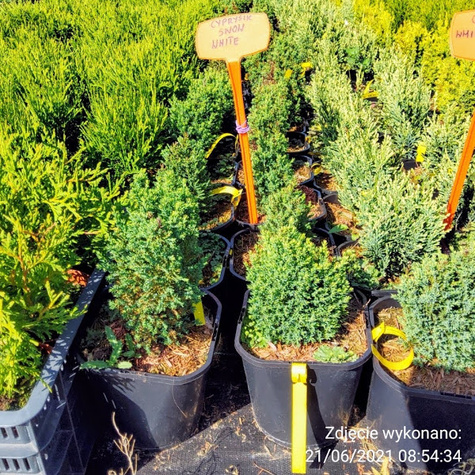 Cyprysik lawsona Snow White