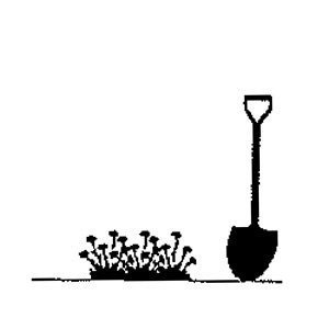 Golteria pełzająca Merry Berry Big Red