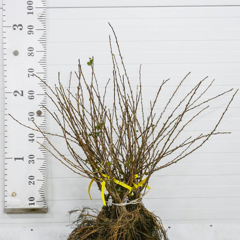 Agrest czerwony Sewierny Kapitan bezkolcowy Plant Pack