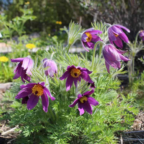 Sasanka zwyczajna Violet Blue (C2)