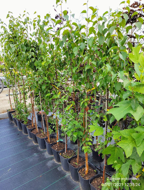 Brzoza brodawkowata Fastigiata (C2)