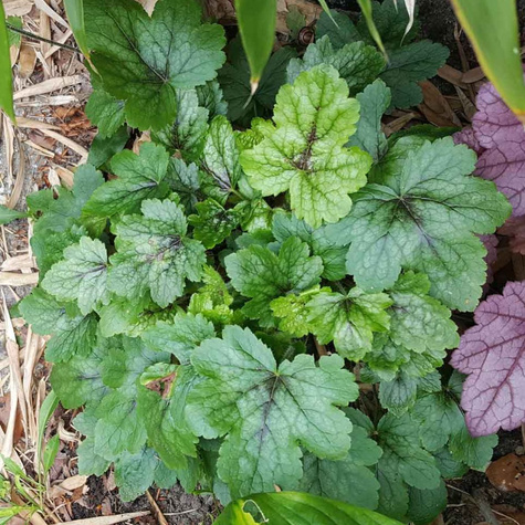 Żuraweczka ogrodowa Pink Revolution (C2)