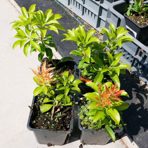 Pieris japoński Christmas Cheers (P9)