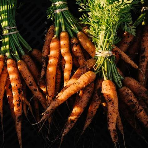 BIO Marchew Berlikumer 2 Nasiona 5g.