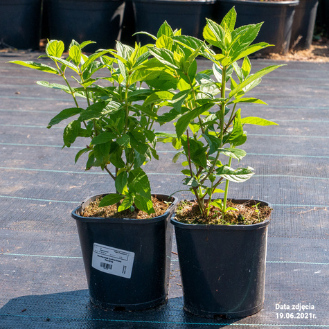 Hortensja bukietowa Tardiva (C2)