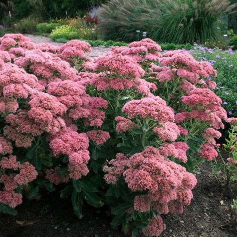 Rozchodnik okazały Brillant (C2)