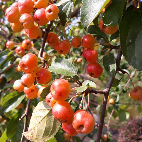 Jabłoń ozdobna Profesor Sprenger (obw. 6-8cm)