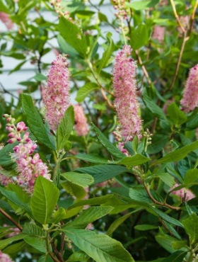 Orszelina olcholistna Pink Spire (P9)