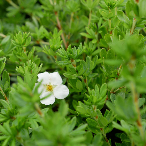 Pięciornik krzewiasty 'McKay's White' (C1.7)