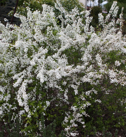 Tawuła śliwolistna Goldfire pełne kwiaty (C2)