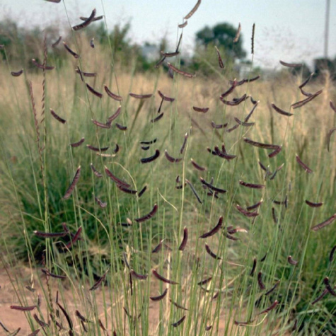 Butelua smukła trawa Grama (C2)