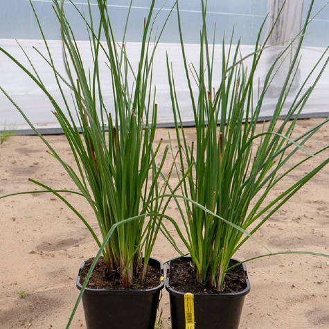 Trytoma groniasta Pineapple Popsicle