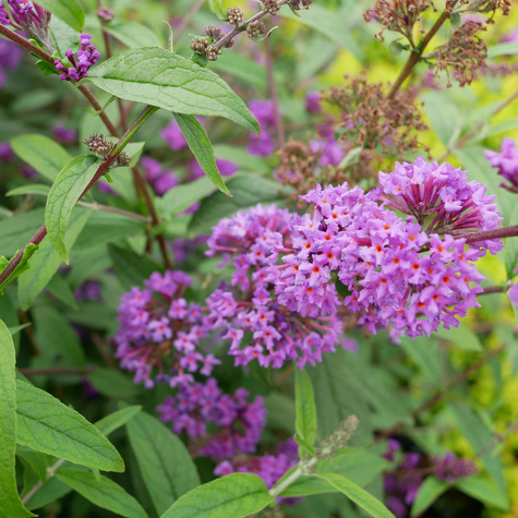 Budleja Dawida Border Beauty (C2)