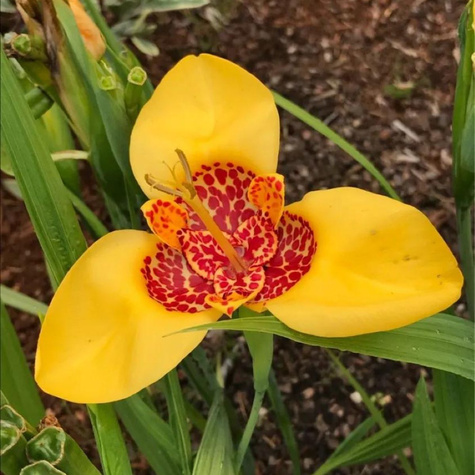 Tygrysówka Pawia Aurea zółta