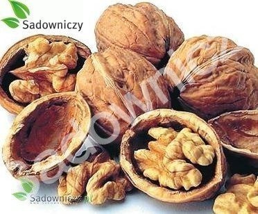 Orzech włoski w doniczce