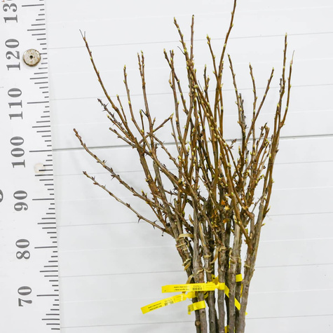 Duo agrest biały i porzeczka czerwona na pniu Plant Pack