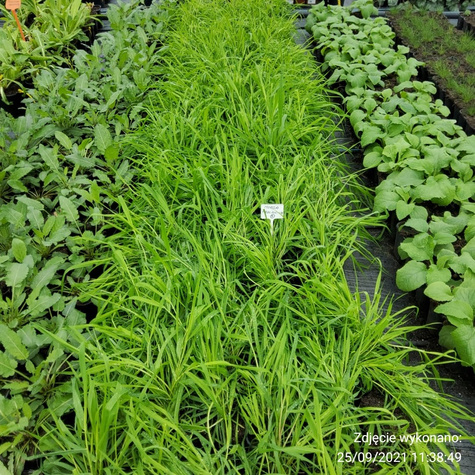 Mozga trzcinowata (C2)