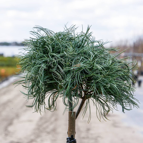 Sosna wejmutka Green Twist szczepiona Pa40