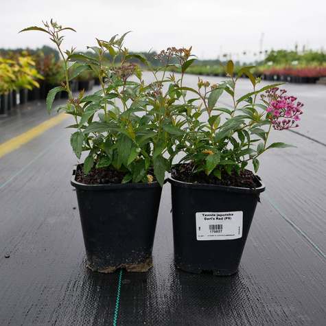 Tawuła japońska 'Neon Flash' (C2)