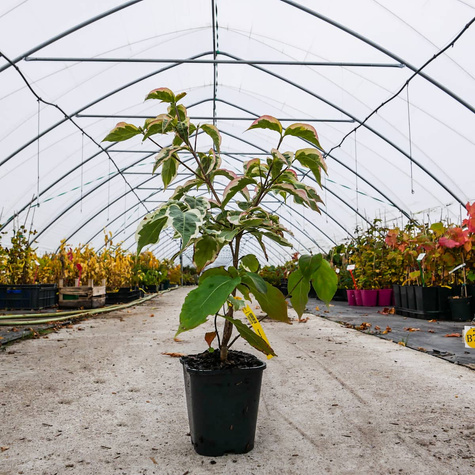 Dereń kousa Akatsuki (C2)