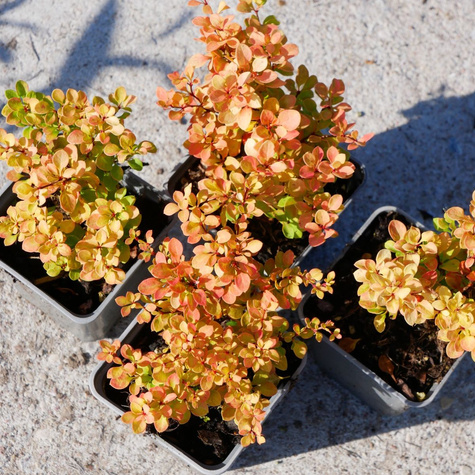 Berberys thunberga Goldalita (P9)