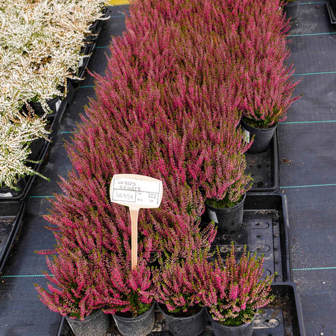 Wrzos pospolity Renate różowy pączkowy